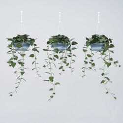 Plant - hanging plant 