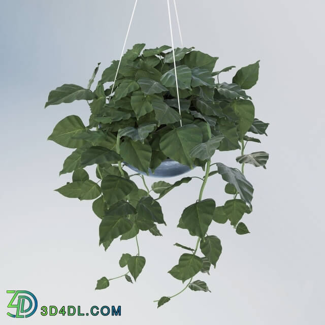 Plant - hanging plant