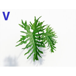 Maxtree-Plants Vol08 Philodendron Bipinnatifidum 05 