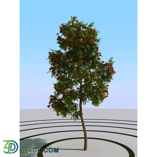 3dMentor HQPlants-01 (134) rowan