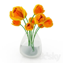Plant - Tulip 