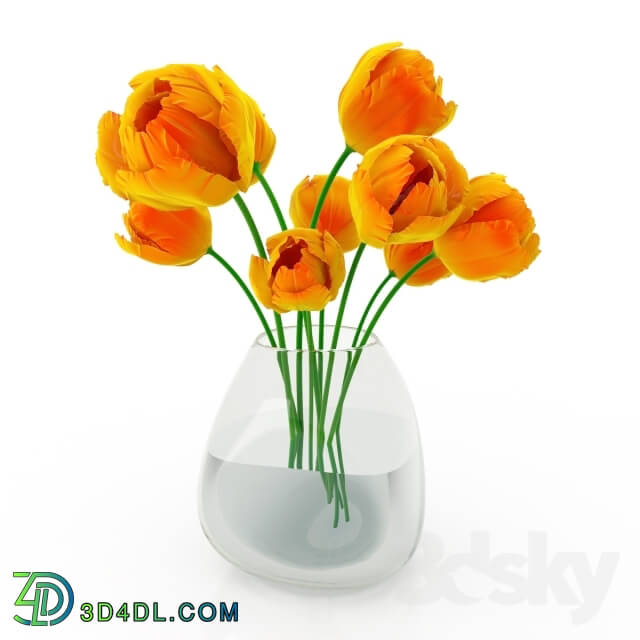 Plant - Tulip