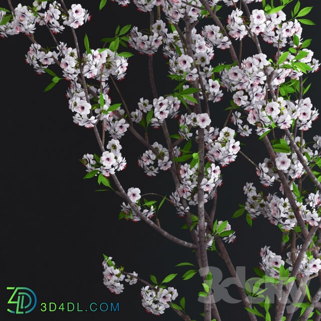 Plant - Cherry White Blossom