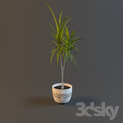 Plant - Yucca plant in a pot 