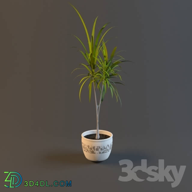 Plant - Yucca plant in a pot