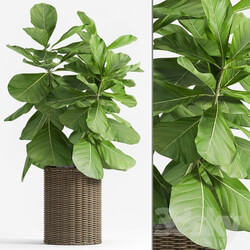 Plant - Ficus Lyrata _Plant 55_ 