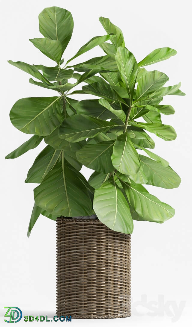 Plant - Ficus Lyrata _Plant 55_