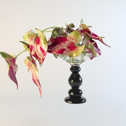 Plant - vase of calla lilies 