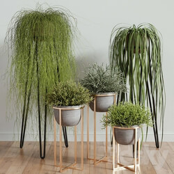 Plant - RHIPSALIS Set 02 