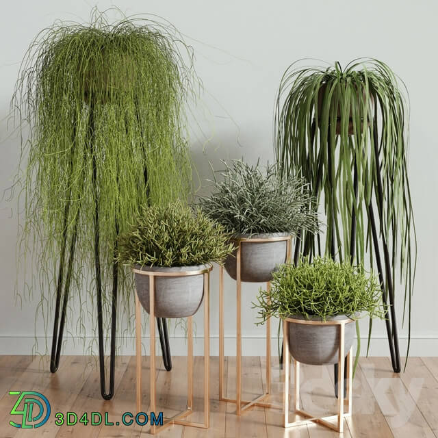 Plant - RHIPSALIS Set 02