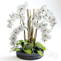 Plant - Orchid 2 