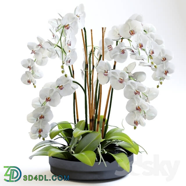 Plant - Orchid 2