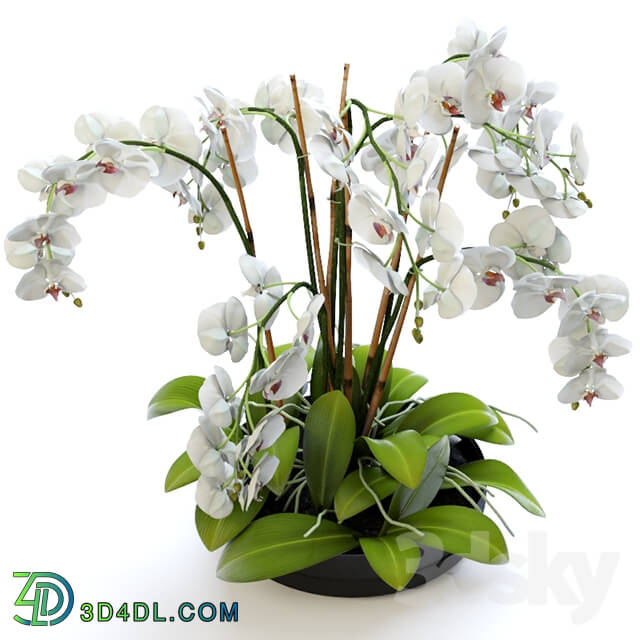 Plant - Orchid 2