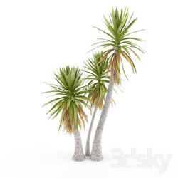 Plant - Yucca aloifolia 