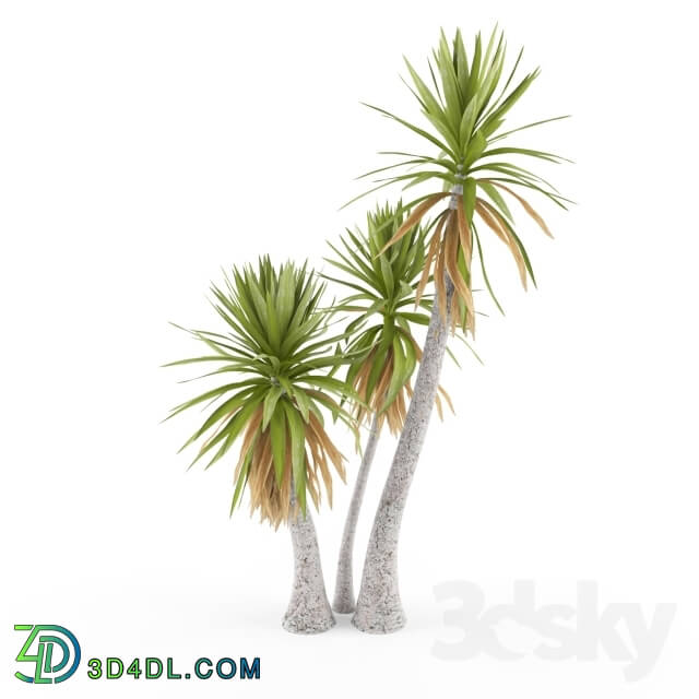 Plant - Yucca aloifolia