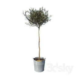 Plant - olive tree small 