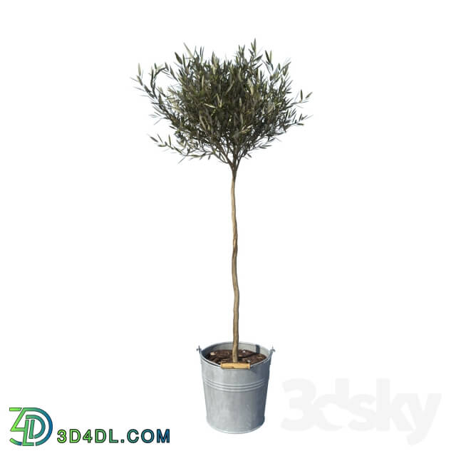 Plant - olive tree small