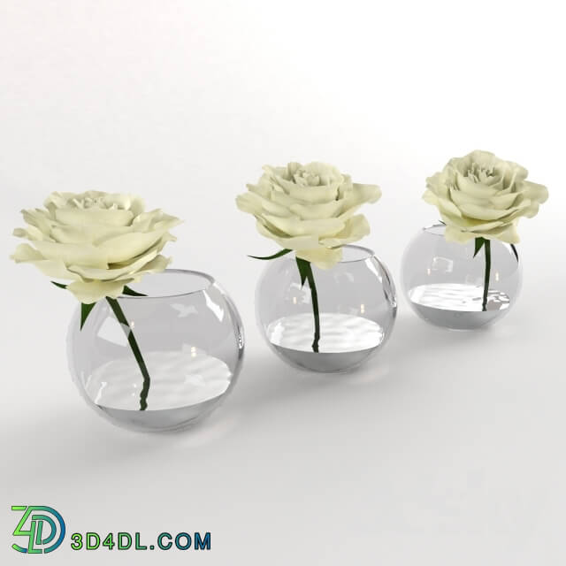 Plant - White roses in a glass vessel