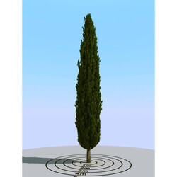 3dMentor HQPlants-02 (145) cypress 1 