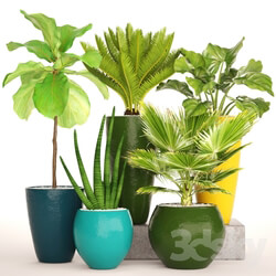 Plant - A collection of plants in pots. 