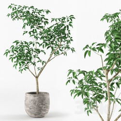 Plant - Small tree in pot 