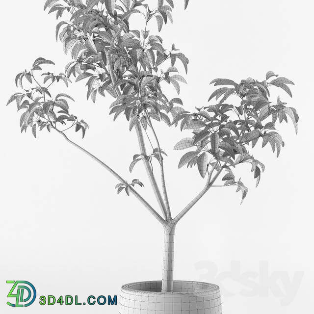 Plant - Small tree in pot