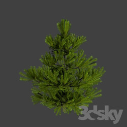 Tree - Little pine 