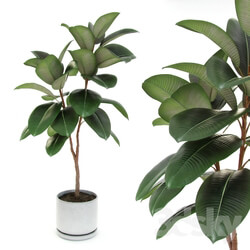 Plant - Ficus elastica decora _medium_ 