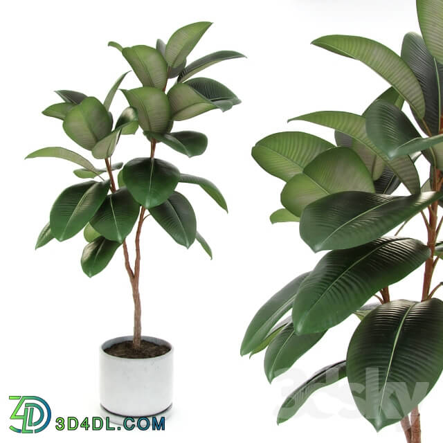 Plant - Ficus elastica decora _medium_