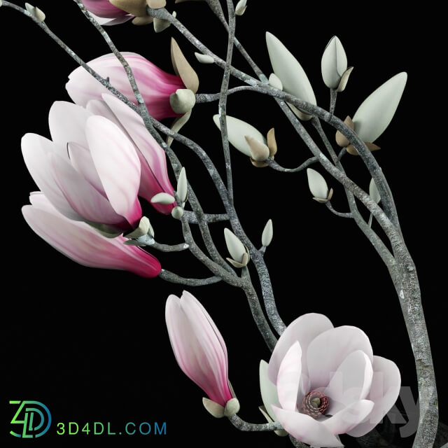 Plant - Magnolia Bouquet