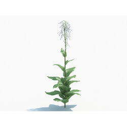 Maxtree-Plants Vol03 Nicotiana sylvestris 01 