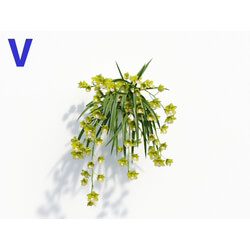 Maxtree-Plants Vol08 Orchid Cymbidium Green 06 