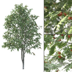 Plant - Rowan Tree _ 3 