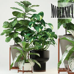 Plant - Plants collection 74 Modernica pots 