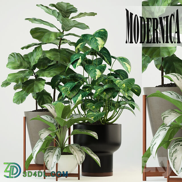 Plant - Plants collection 74 Modernica pots