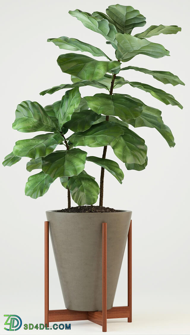 Plant - Plants collection 74 Modernica pots