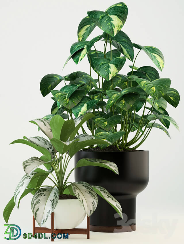 Plant - Plants collection 74 Modernica pots