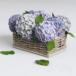 Plant - Hydrangea in basket 