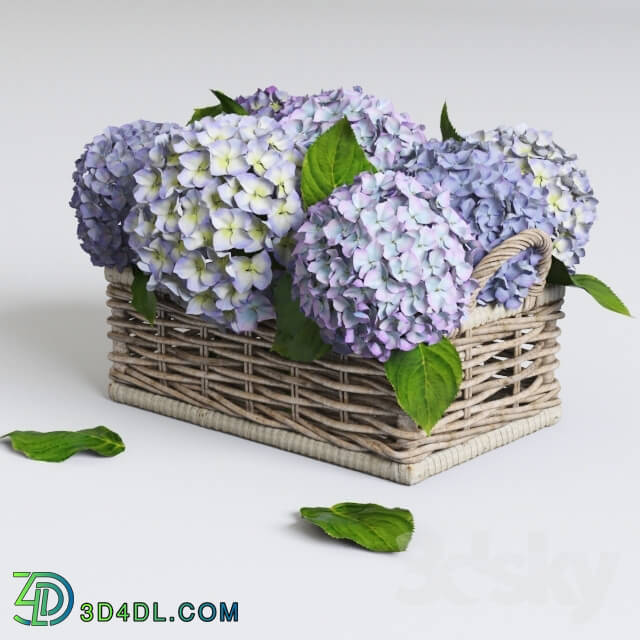 Plant - Hydrangea in basket