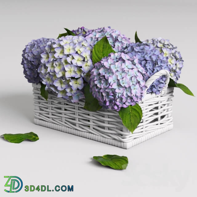Plant - Hydrangea in basket