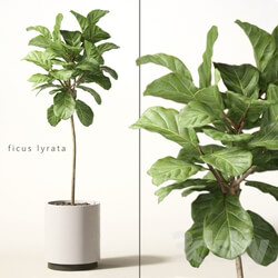 Plant - ficus lyrata 