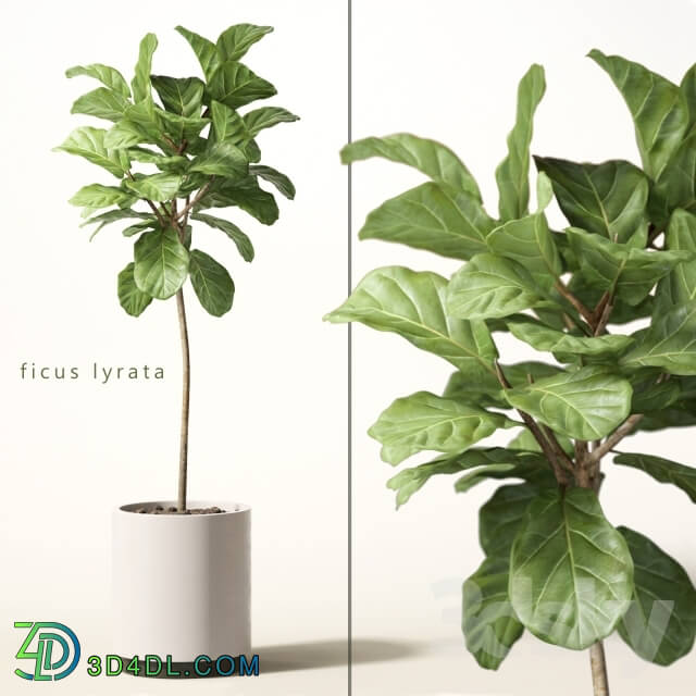 Plant - ficus lyrata