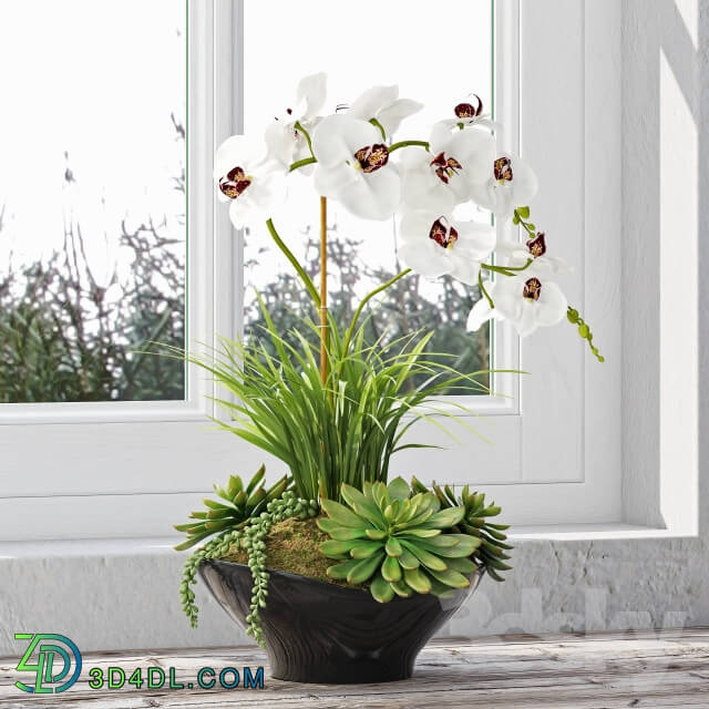 Plant - Orchid 10