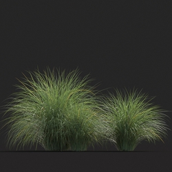 Maxtree-Plants Vol20 Miscanthus sinensis 01 04 