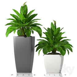 Plant - PEACE LILLY_P28 