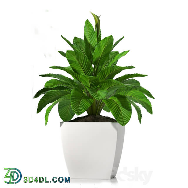 Plant - PEACE LILLY_P28