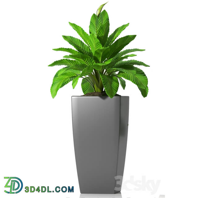 Plant - PEACE LILLY_P28