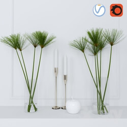 Plant - shoots of papyrus in a glass vase 