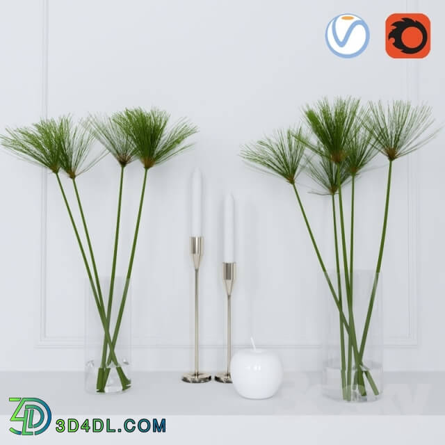 Plant - shoots of papyrus in a glass vase