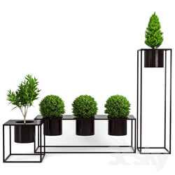 Plant - Box_Plant 